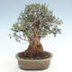 Kryty bonsai - Olea europaea sylvestris -Oliva Europejski mały liść PB220631 - 2/5