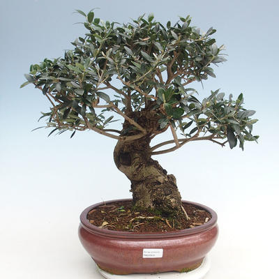 Kryty bonsai - Olea europaea sylvestris -Oliva Europejski mały liść PB220635 - 2