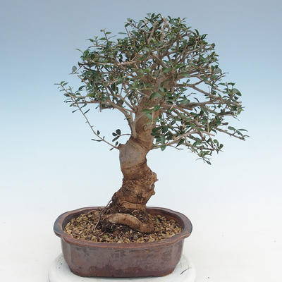 Kryty bonsai - Olea europaea sylvestris -Oliva Europejski mały liść PB220637 - 2