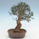 Kryty bonsai - Olea europaea sylvestris -Oliva Europejski mały liść PB220637 - 2/5