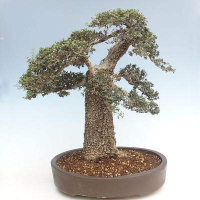 Kryty bonsai - Olea europaea sylvestris -Oliva Europejski mały liść PB220640 - 2