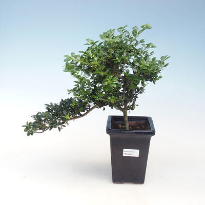 Kryty bonsai - Ilex crenata - Holly PB220662 - 2