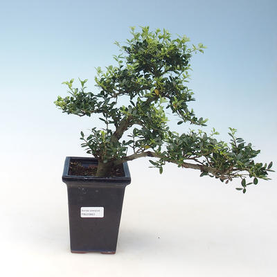 Kryty bonsai - Ilex crenata - Holly PB220663 - 2