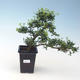 Kryty bonsai - Ilex crenata - Holly PB220663 - 2/3