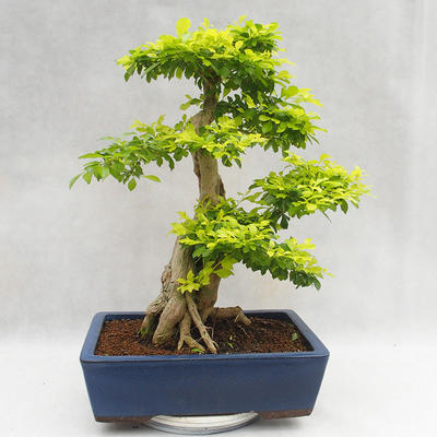 Kryty bonsai - Duranta erecta Aurea PB2191206 - 2