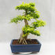 Kryty bonsai - Duranta erecta Aurea PB2191206 - 2/7