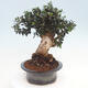 Kryte bonsai - Olea europaea sylvestris - Europejska oliwa z małych liści - 2/6
