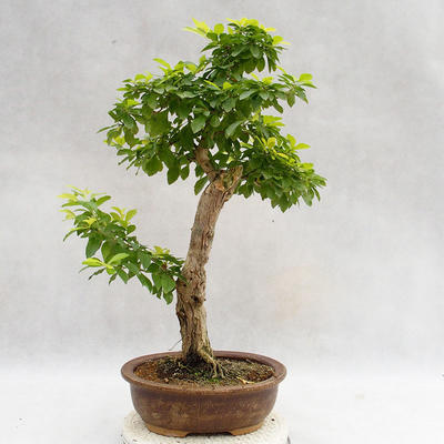 Kryty bonsai - Duranta erecta Aurea PB2191207 - 2