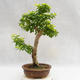 Kryty bonsai - Duranta erecta Aurea PB2191207 - 2/4
