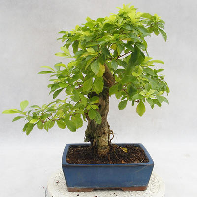 Kryty bonsai - Duranta erecta Aurea PB2191208 - 2