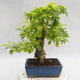 Kryty bonsai - Duranta erecta Aurea PB2191208 - 2/6