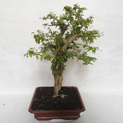 Bonsai do wnętrz - Cudrania equisetifolia - 2