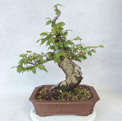 Outdoor bonsai-Ulmus Glabra-Solid Clay - 2