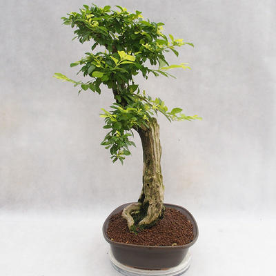 Kryty bonsai - Duranta erecta Aurea PB2191203 - 2