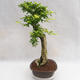 Kryty bonsai - Duranta erecta Aurea PB2191203 - 2/7