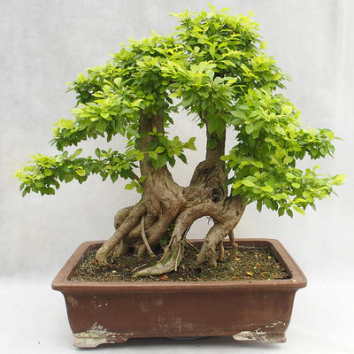 Kryty bonsai - Duranta erecta Aurea PB2191210 - 2