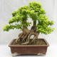 Kryty bonsai - Duranta erecta Aurea PB2191210 - 2/7