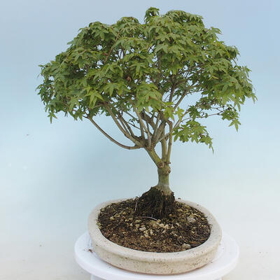 Acer palmatum KIOHIME - klon palmowy - 2