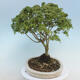 Acer palmatum KIOHIME - klon palmowy - 2/5