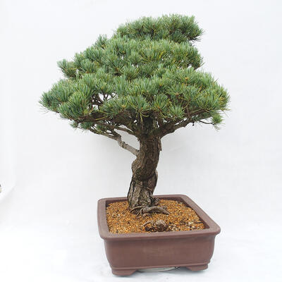 Outdoor bonsai - Pinus parviflora - Sosna drobnokwiatowa - 2
