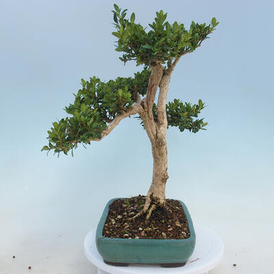 Bonsai ogrodowe - Buxus microphylla - bukszpan - 2