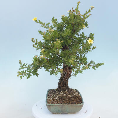 Outdoor bonsai-Pięciolistnik - Potentila fruticosa żółty - 2