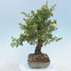 Outdoor bonsai-Pięciolistnik - Potentila fruticosa żółty - 2/6