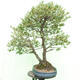 Outdoor bonsai - Pinus parviflora - Sosna drobnokwiatowa - 2/5