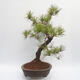 Bonsai ogrodowe - Pinus sylvestris - sosna zwyczajna - 2/5