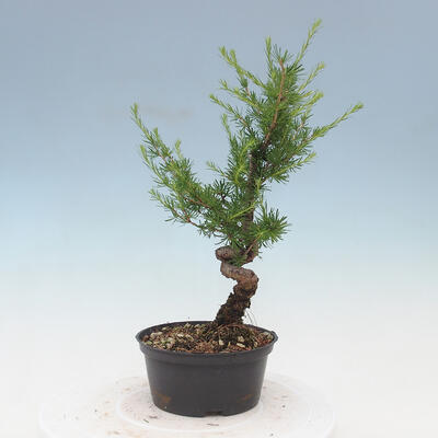 Outdoor bonsai -Larix decidua - Modrzew - 2