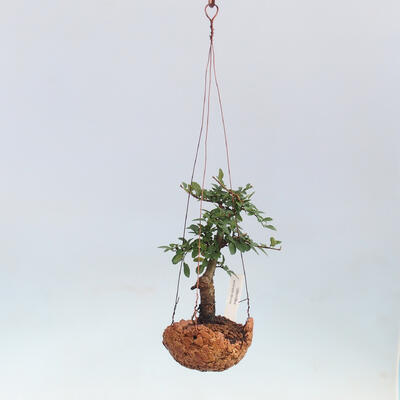 Kokedama w ceramice -Ulmus parvifolia- wiąz drobnolistny - 2