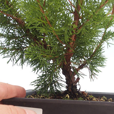 Outdoor bonsai - Juniperus chinensis Itoigawa-chiński jałowiec VB2019-261011 - 2