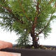 Outdoor bonsai - Juniperus chinensis Itoigawa-chiński jałowiec VB2019-261011 - 2/2