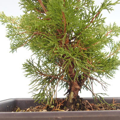 Outdoor bonsai - Juniperus chinensis Itoigawa-chiński jałowiec VB2019-261013 - 2