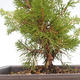 Outdoor bonsai - Juniperus chinensis Itoigawa-chiński jałowiec VB2019-261013 - 2/2