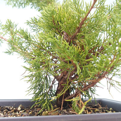 Outdoor bonsai - Juniperus chinensis Itoigawa-chiński jałowiec VB2019-261014 - 2