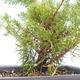 Outdoor bonsai - Juniperus chinensis Itoigawa-chiński jałowiec VB2019-261014 - 2/2