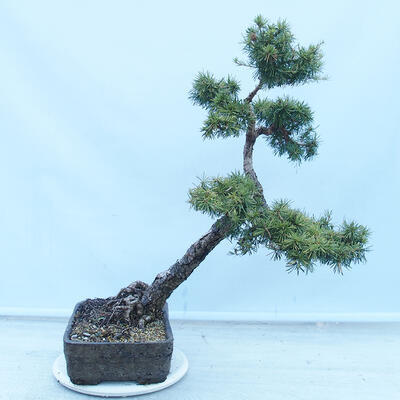 Outdoor bonsai -Larix decidua - Modrzew liściasty - 2