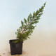 Outdoor bonsai - Juniperus chinensis Itoigawa-jałowiec chiński - 2/4