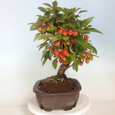 Bonsai ogrodowe - Malus halliana - Jabłoń drobnoowocowa - 2