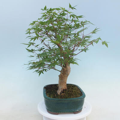 Acer palmatum - klon palmowy - 2
