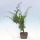 Outdoor bonsai - Juniperus chinensis Itoigawa-jałowiec chiński - 2/4