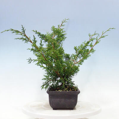 Outdoor bonsai - Juniperus chinensis Itoigawa-jałowiec chiński - 2