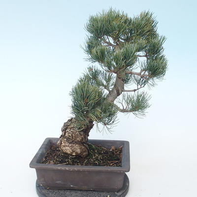 Pinus parviflora - Mała sosna VB2020-127 - 2