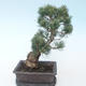 Pinus parviflora - Mała sosna VB2020-127 - 2/3
