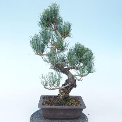 Pinus parviflora - Sosna drobnokwiatowa VB2020-135 - 2