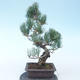 Pinus parviflora - Sosna drobnokwiatowa VB2020-135 - 2/3