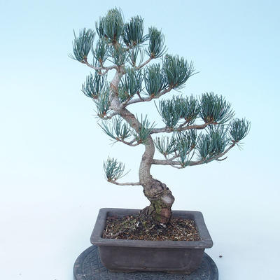Pinus parviflora - Sosna drobnokwiatowa VB2020-137 - 2