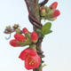 Outdoor bonsai - spec Chaenomeles. Rubra - Pigwa VB2020-141 - 2/3