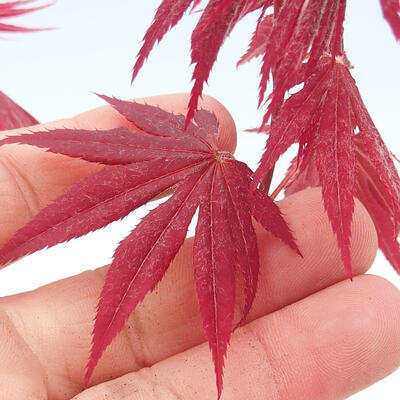 Outdoor bonsai - Acer palm. Atropurpureum-czerwony liść palmowy - 2